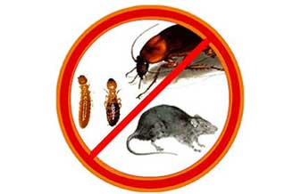 Dedeforte Dedetizadora Desentupidora - Foto 1