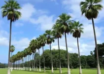 Paolla Oliveira e Virginia