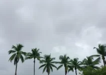 Palmas chuva céu nublado