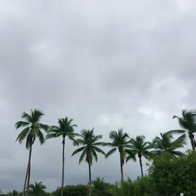 Palmas chuva céu nublado