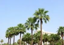 Reforma Administrativa em Palmas