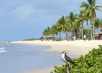 ave foi avistada na orla de praia em Palmas