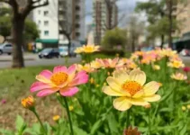 florada dos ipês