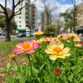 florada dos ipês