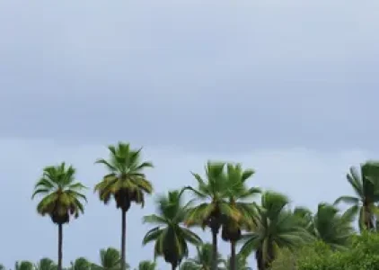 Últimas noticias de Palmas