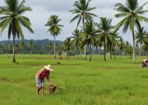 Chacareiros entre Palmas e Lajeado