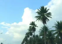 calor Palmas 39 graus