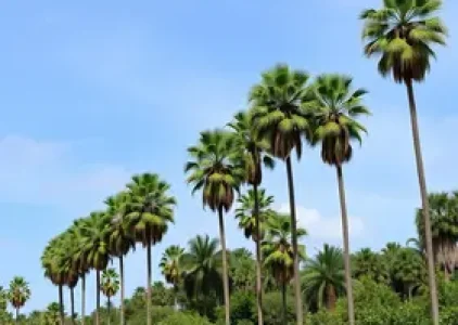 Últimas noticias de Palmas