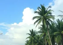 altas temperaturas em Palmas