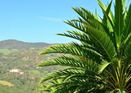 Últimas noticias de Palmas