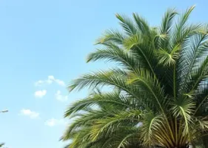 Últimas noticias de Palmas
