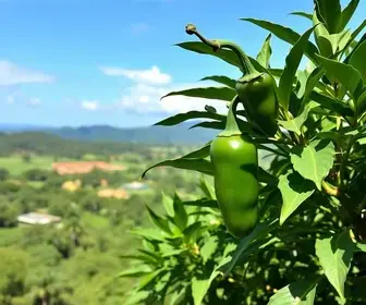 Jalapão
