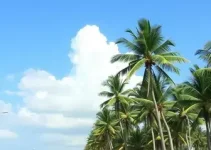 alta temperatura Palmas