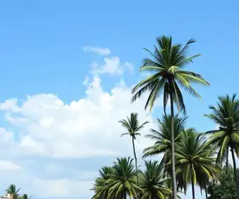 resultado da votação em Palmas