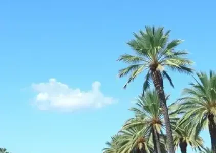 Últimas noticias de Palmas