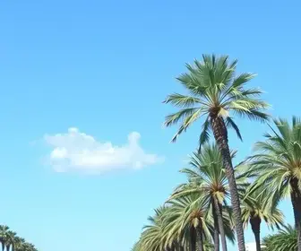 previsão do tempo em Palmas