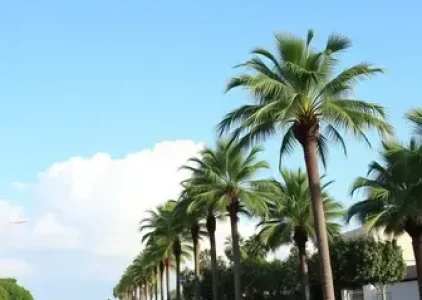 Últimas noticias de Palmas