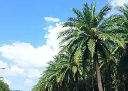 Últimas noticias de Palmas