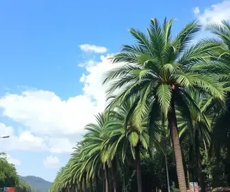 Rolimã Fest